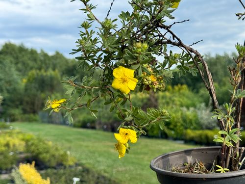 Pięciornik krzewiasty 'Goldfinger' Żółty (Potentilla fruticosa) Poj. 2.0L na Arena.pl