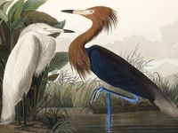 Plakat 100x75cm Czapla Purpurowa, J.J.Audubon Vintage do Salonu