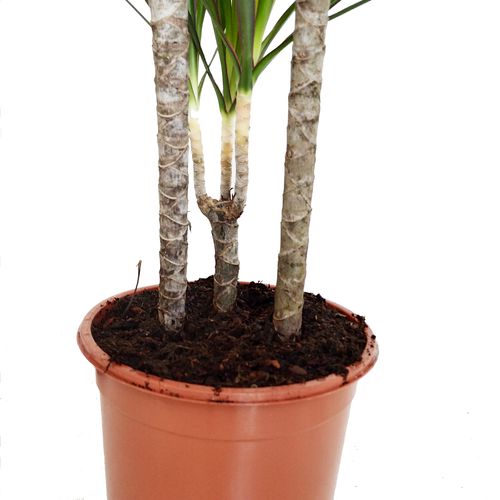 DRACENA MARGINATA 125 cm na Arena.pl