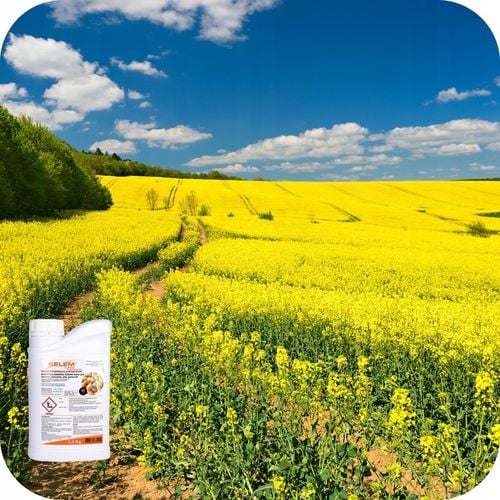 BELEM 1,2KG Środek OWADOBÓJCZY DOGLEBOWY ZWALCZA PĘDRAKI DRUTOWCE na Arena.pl