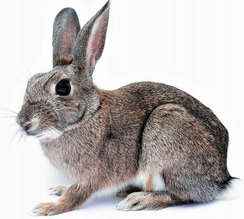 Karma pasza dla królików z kokcydiostatykiem 25 kg na Arena.pl