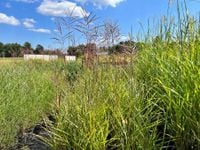 Miskant chiński 'Rotfuchs' (Miscanthus) P13