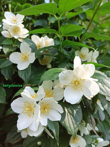 Jaśminowiec wonny (Philadelphus coronarius) w P11, wysokość 80-100 cm na Arena.pl