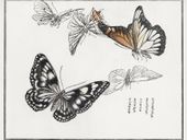 Plakat 40x30cm Ilustracje Motyle Morimoto Toko Japoński Vintage do Salonu