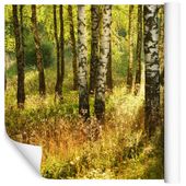 Fototapeta Las Brzozowy NATURA do Sypialni 405x270