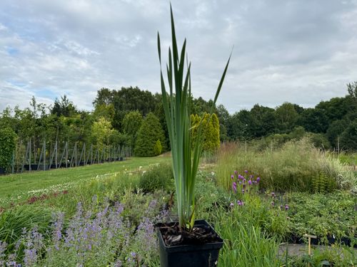 Irys syberyjski 'Butter and Sugar' Żółty (Iris sibirica) W DONICZCE 2.0L na Arena.pl