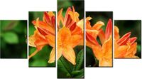 75CM 120 OBRAZ 5 ELEM AZALIA POMARAŃCZOWA ŚCIENNY DRUK