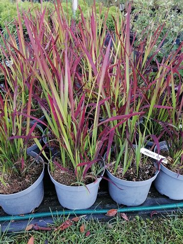 Imperata cylindryczna Red Baron barwny akcent do ogrodu na Arena.pl
