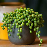 Senecio Rowleyanus - ZIELONY SZNUR KORALI - Niespotykany Starzec