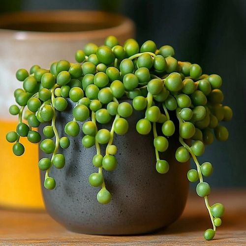 Senecio Rowleyanus - ZIELONY SZNUR KORALI - Niespotykany Starzec na Arena.pl