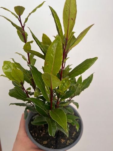 Liść laurowy przyprawa do kuchnii dodatek do zup na Arena.pl