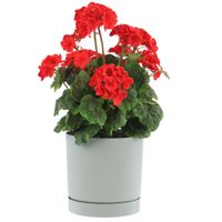 Doniczka z podstawką okrągła Ø23,9 cm matowa kolor szary