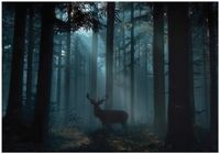 Fototapeta Na Flizelinie Do Sypialni Salonu Las 350x250