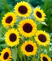 NASIONA Słonecznik Ozdobny Pojedynczy Wysoki ŻÓŁTY 2g Kwiaty 411555