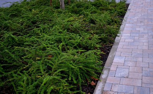 Suchodrzew chiński Duża sadzonka (Lonicera pileata) Doniczka 2.0L na Arena.pl