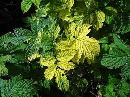 Siarczan Żelaza Sześciowodny Nawóz dla Roślin 10 KG na Arena.pl