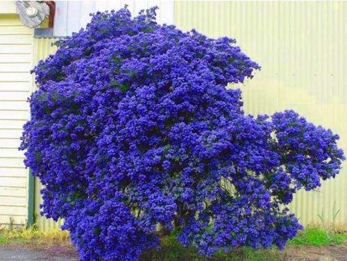 PRUSZNIK Fioletowy - sadzonki 20 / 30 cm na Arena.pl