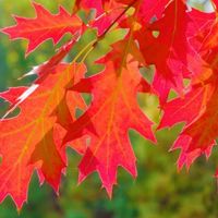 Dąb czerwony (Quercus) w doniczkach P11, wysokość 40-60 cm