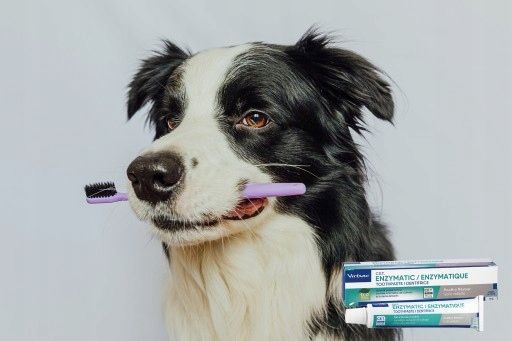 OROZYME STRIPS S GRYZAKI DENTYSTYCZNE zdjęcie 12