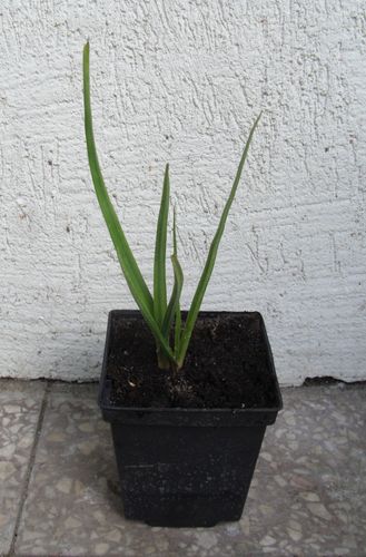 TRYTOMA Grandiflora Mixture - sadzonki w don. !!! NW na Arena.pl
