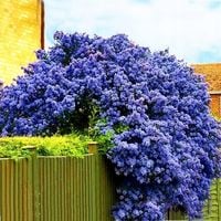 NIEBIESKI ZIMOZIELONY PRUSZNIK VICTORIA SADZONK