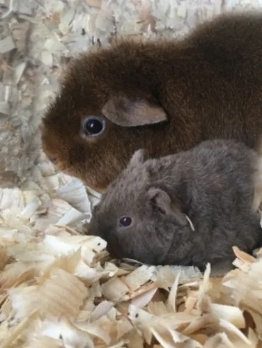 Bezpyłowe trociny ściółka ProBioBED Classic dla gryzoni, koni ODPYLONE 250l na Arena.pl