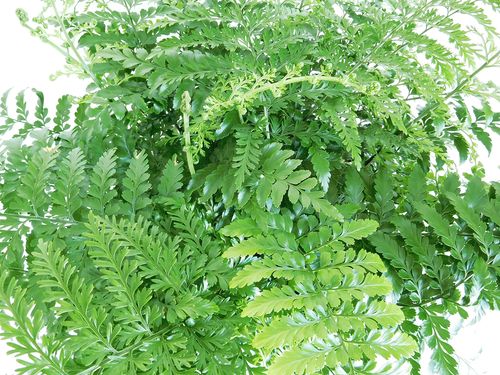 ASPLENIUM PARVATI paproć  55 cm na Arena.pl