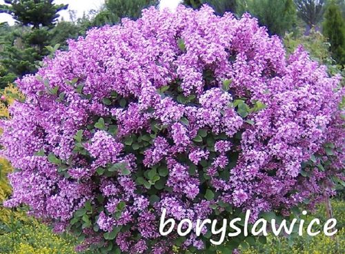 Lilak Meyera PALIBIN (Syringa) w doniczkach C2, wysokość 50-70 cm na Arena.pl
