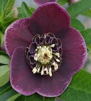 CIEMIERNIK WSCHODNI SINGLE AUBERGINE WHITE EDGE - sadzonki w doniczkach