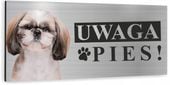 Tabliczka UWAGA ZŁY PIES - SHIH TZU aluminiowa 3D