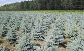 Świerk srebrny sadzonki 3 latek cm SZKÓŁKOWANY na Arena.pl