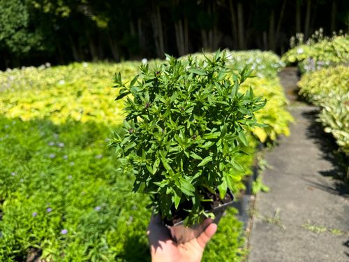 Aster nowobelgijski 'Believer Purple' Fioletowy Michałek Marcinek 1.0L na Arena.pl
