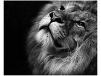 40X50CM SREBRNY LEW OBRAZ