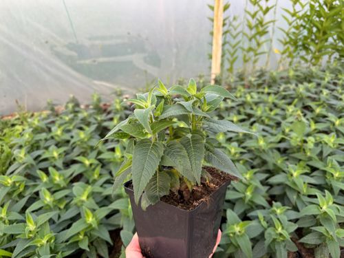 Pysznogłówka ogrodowa różowa 'Balmy Lilac' (Monarda didyma) Doniczka 1.0L na Arena.pl