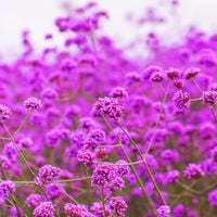Werbena patagońska Motyli Krzew Duża Sadzonka (Verbena bonariensis) 2.0L