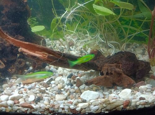 NATURALNY KORZEŃ DO AKWARIUM DESERT ROZMIAR M 20CM na Arena.pl