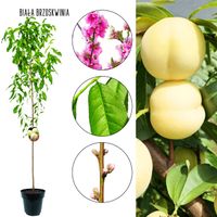 Brzoskwinia Biała deserowe przeznaczenie 180-220 cm