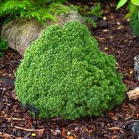 Świerk biały ALBERTA GLOBE Kulista miniatura Na skalniak Na bonsai C2