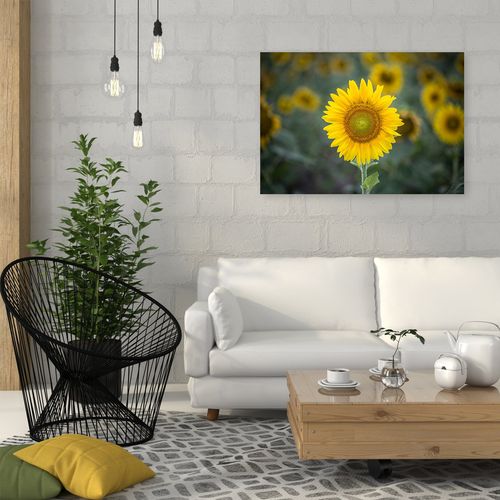 Obraz na płótnie – Canvas, młody słonecznik 60x40 na Arena.pl