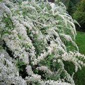 Tawuła wczesna Spiraea arguta Biała Sadzonki