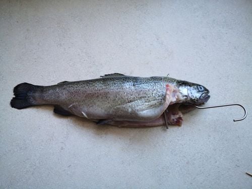 Hak haczyk wędzarniczy do wędzenia ryb potrójne z rozpórką 10 szt. ZUT na Arena.pl