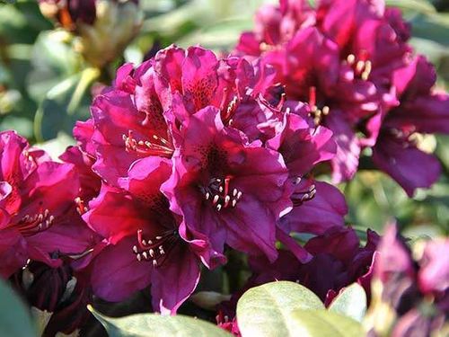 Różanecznik Polarnacht C3 E na Arena.pl