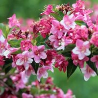 Krzewuszka RUMBA Weigela Na pniu 100cm Drzewko Różowa PA80+