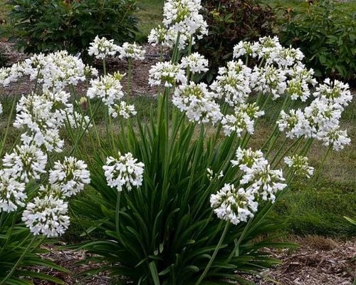 Lilia Agapant Ever White C2 na Arena.pl