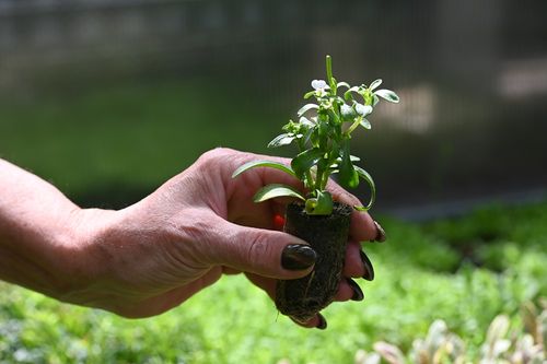 Ubiorek zawszezielony Masterpiece - Iberis sempervirens na Arena.pl