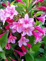 KRZEWUSZKA WEIGELA - sadzonki 40 / 60 cm