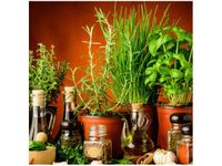 50X50CM PRZYPRAWY ZIOŁOWE OBRAZ