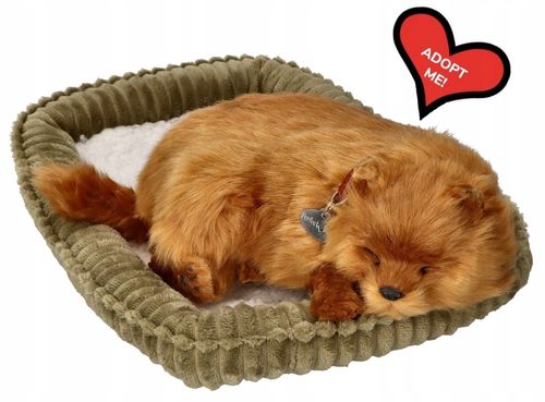 Oddychający Pomeranian do zaadoptowania na Arena.pl