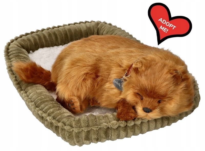 Oddychający Pomeranian do zaadoptowania zdjęcie 3