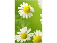 40X60CM RUMIANEK OBRAZ